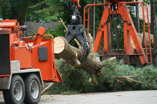 How Our Tree Care Process Works  in  Bangor, PA